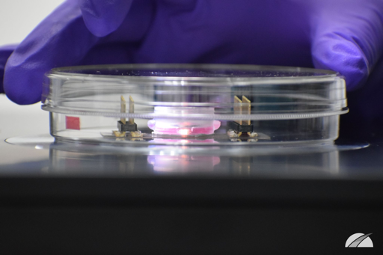 petri dish in a gloved hand